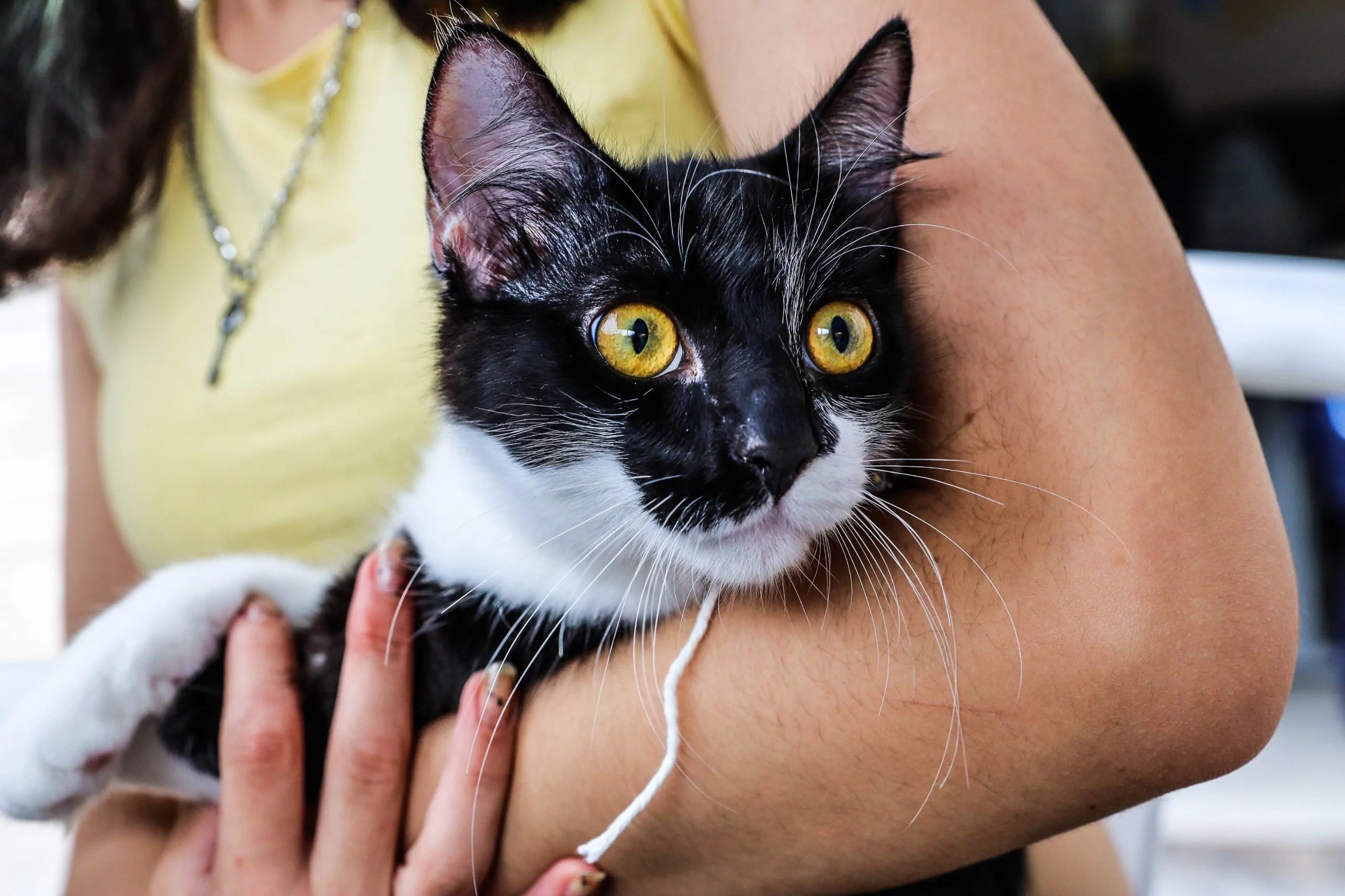 Ferraz abre inscrições para castração gratuita de cães e gatos