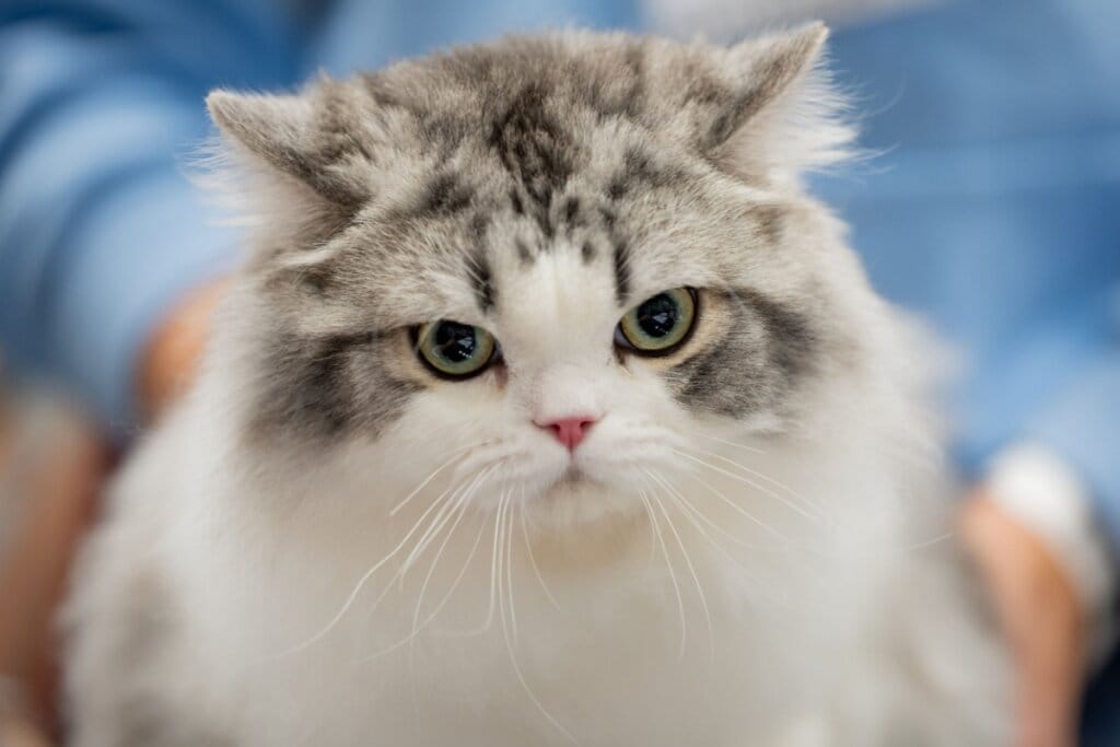 Gato Ragamuffin  com pelagem branca, preta e cinza olhando para a frente 