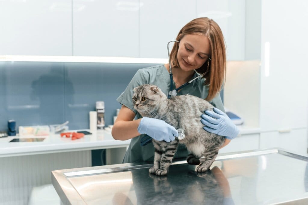 Gato com a pelagem cinza, sendo examinado por veterinária em consultório