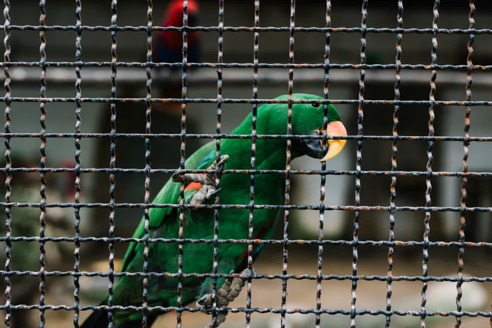 Mais de 190 aves são resgatadas de cativeiro irregular em Suzano