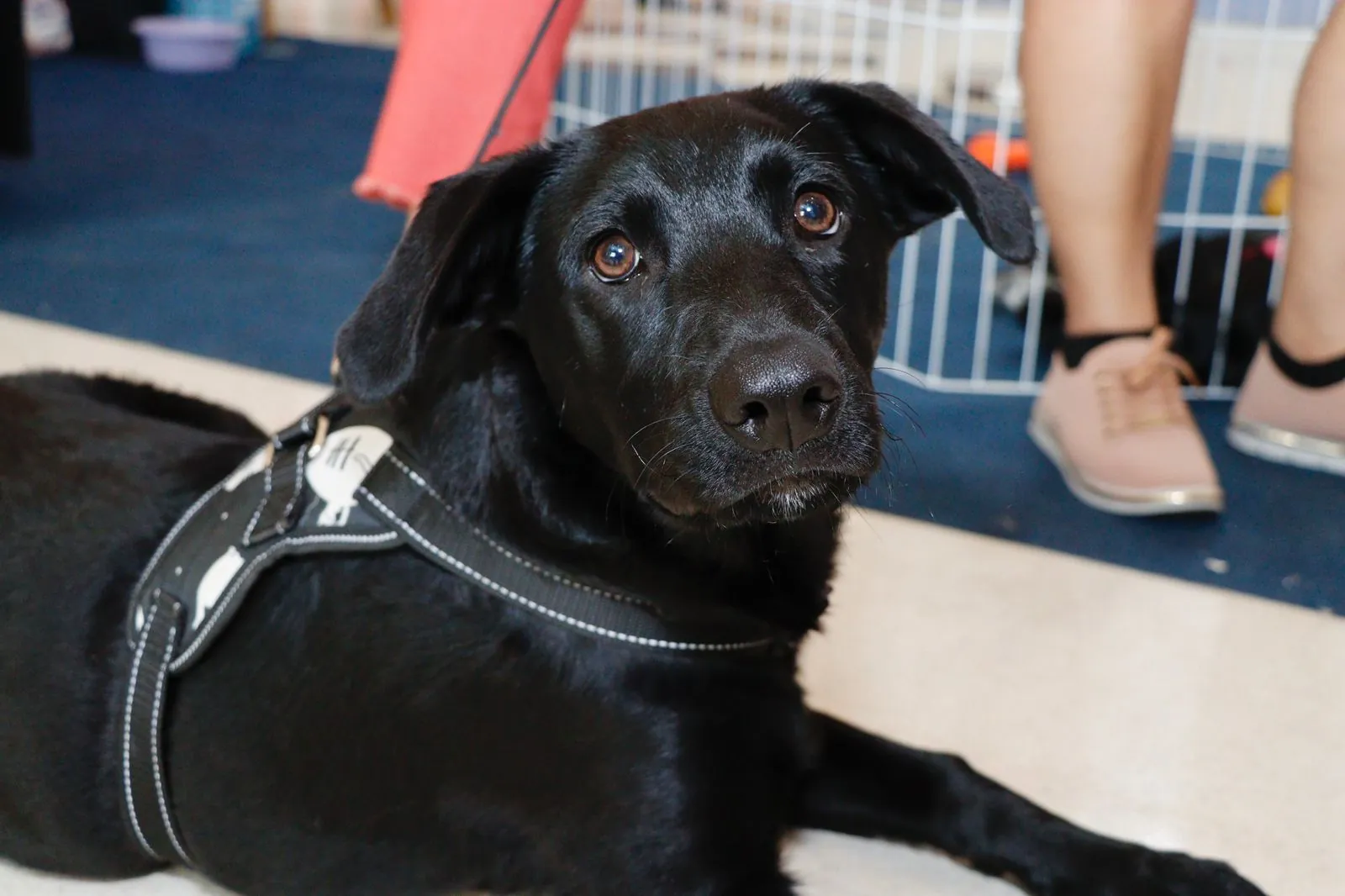 Suzano terá evento para adoção de cães e gatos no domingo (19)