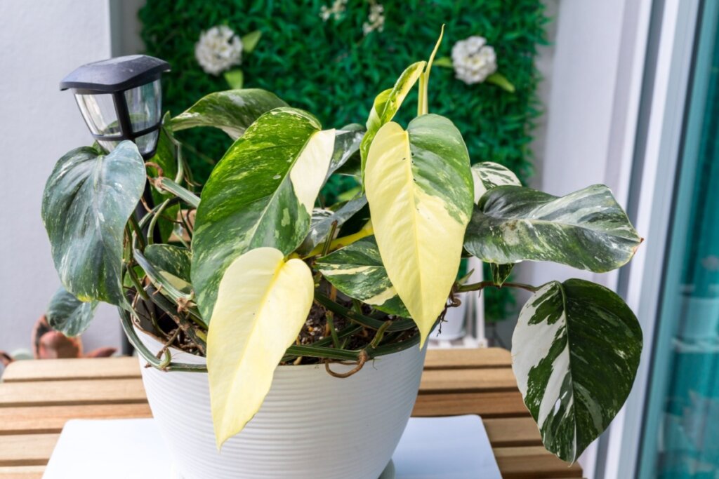 Vaso de planta branca com uma jiboia dentro 