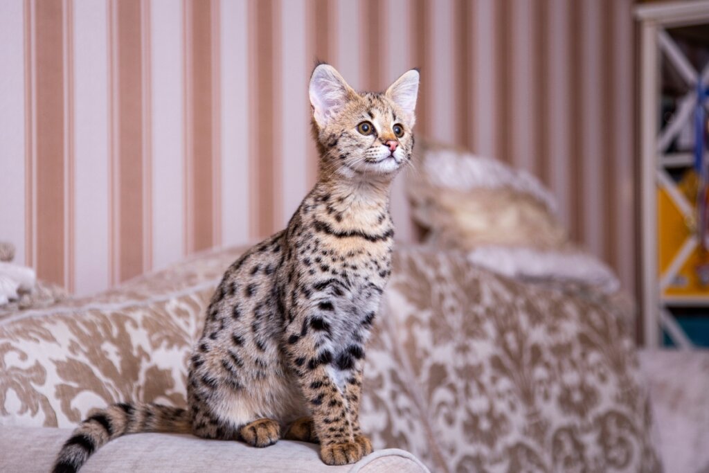 Gato da raça Savannah sentado e olhando para frente 