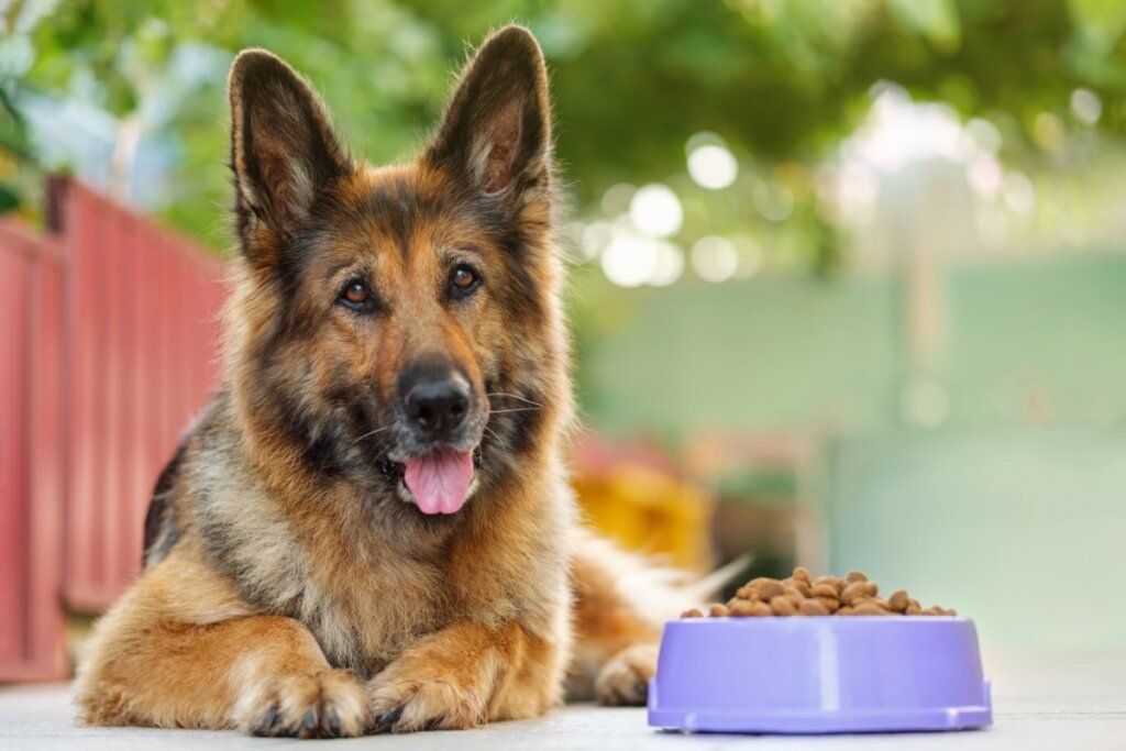 7 dicas para evitar o mau hálito em cães e gatos