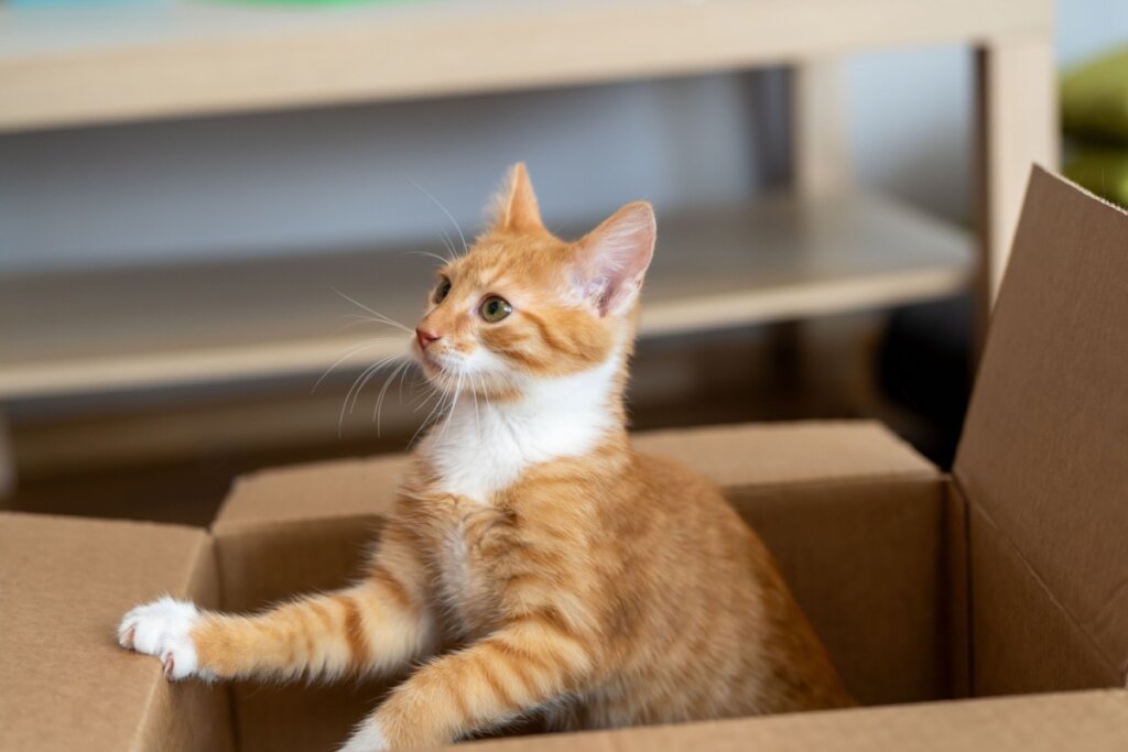 8 nomes perfeitos para gatos curiosos