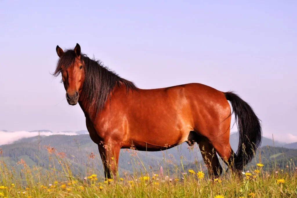 7 curiosidades interessantes sobre os cavalos