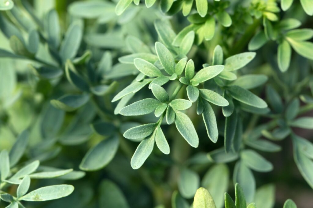 Aprenda simpatias e plantas para proteger o lar de energias negativas