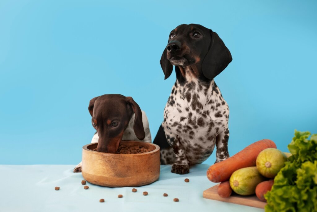 cachorro comendo raça em pote marrom. cachorro branco e marrom ao lado olhando para cima. alimentos vegetais ao lado
