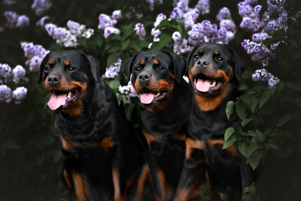 Três rottweilers pretos com a boca aberta e a língua para fora na frente de flores roxas