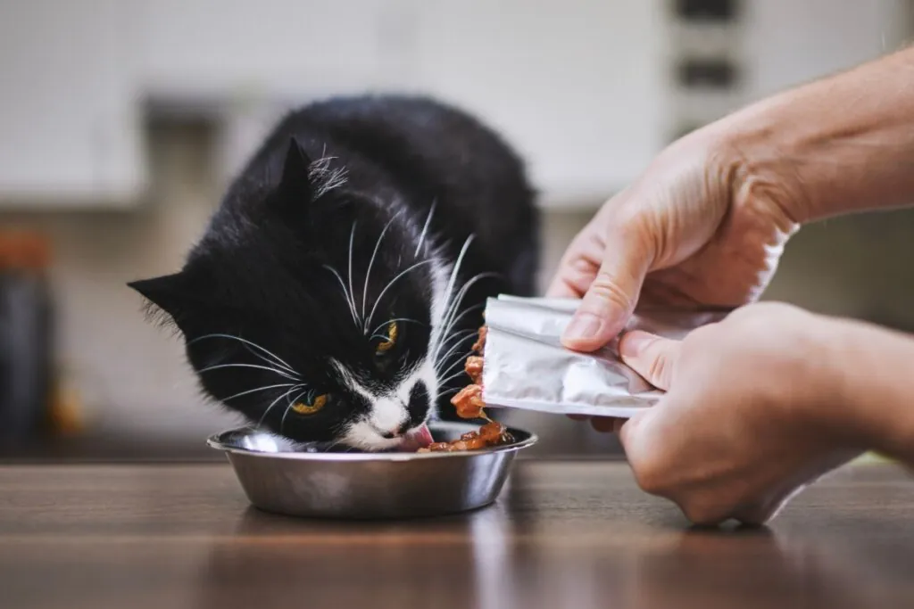 Entenda como o ambiente pode favorecer a obesidade nos animais
