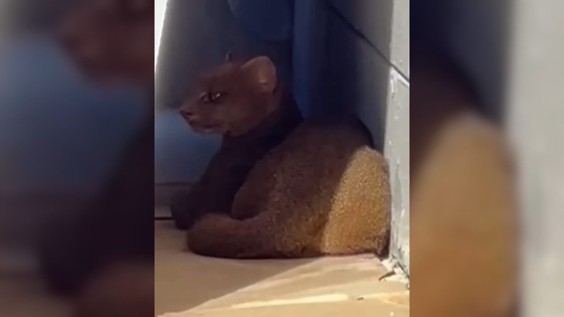 Vídeo: funcionários de obra no Taboão registram aparição de gato-mourisco