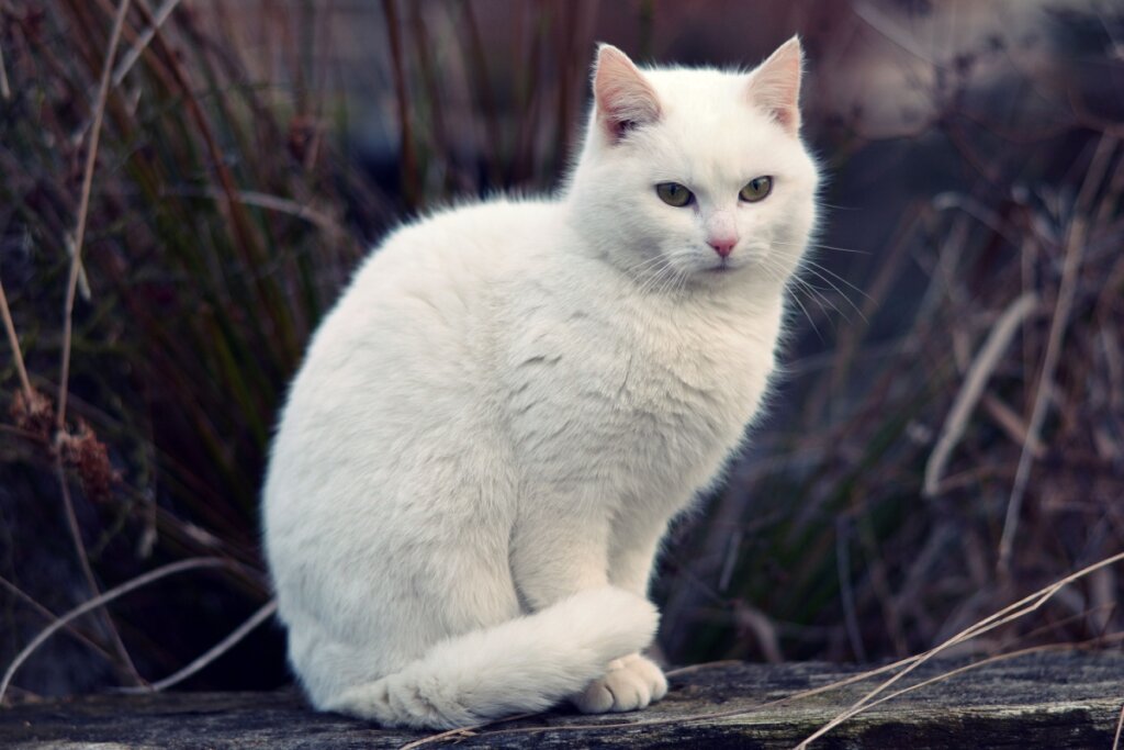Imagem de um gato de pelagem branca com folhas ao fundo