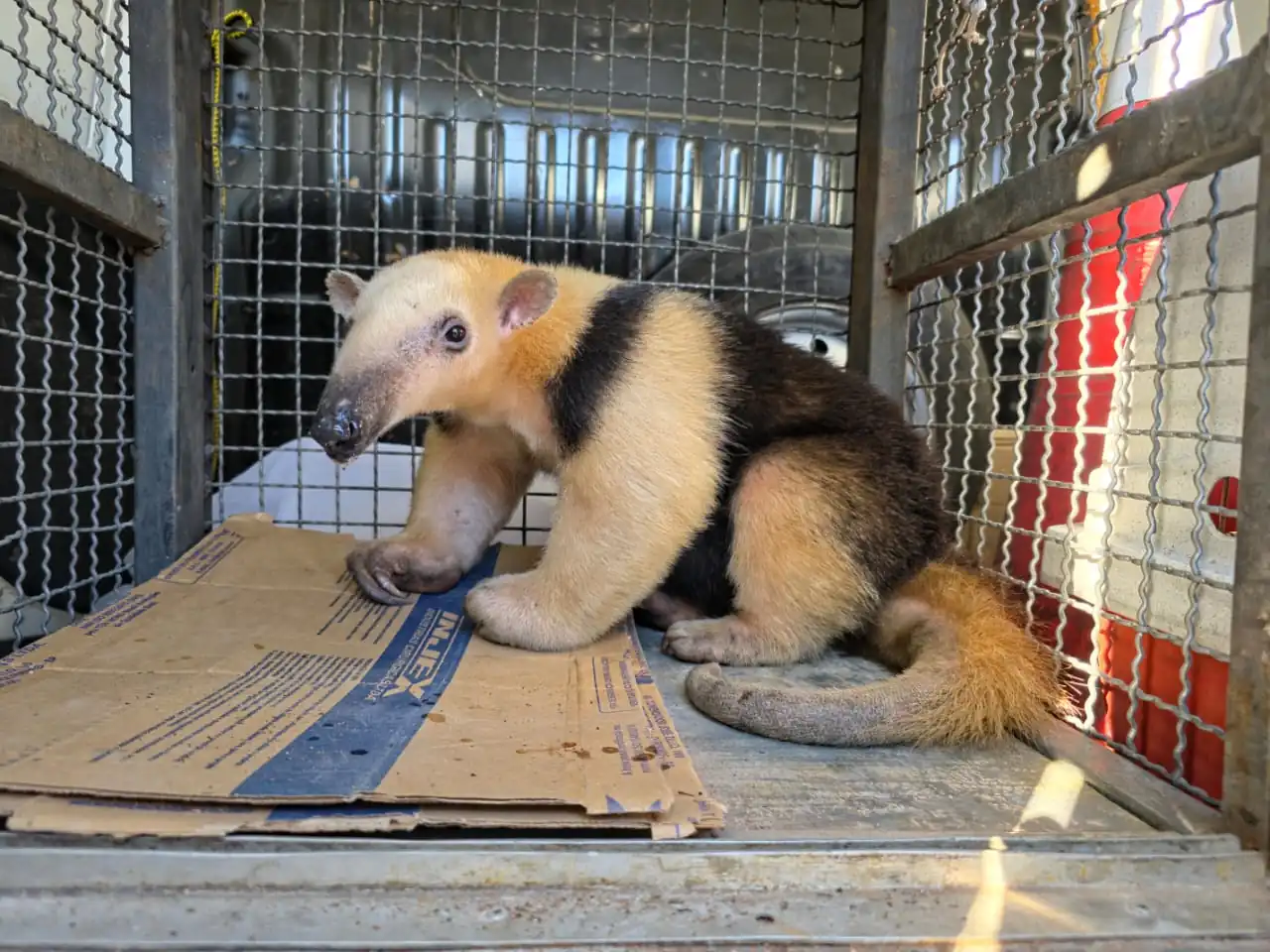 Tamanduá-mirim é resgatado pela Zoonoses de Mogi das Cruzes