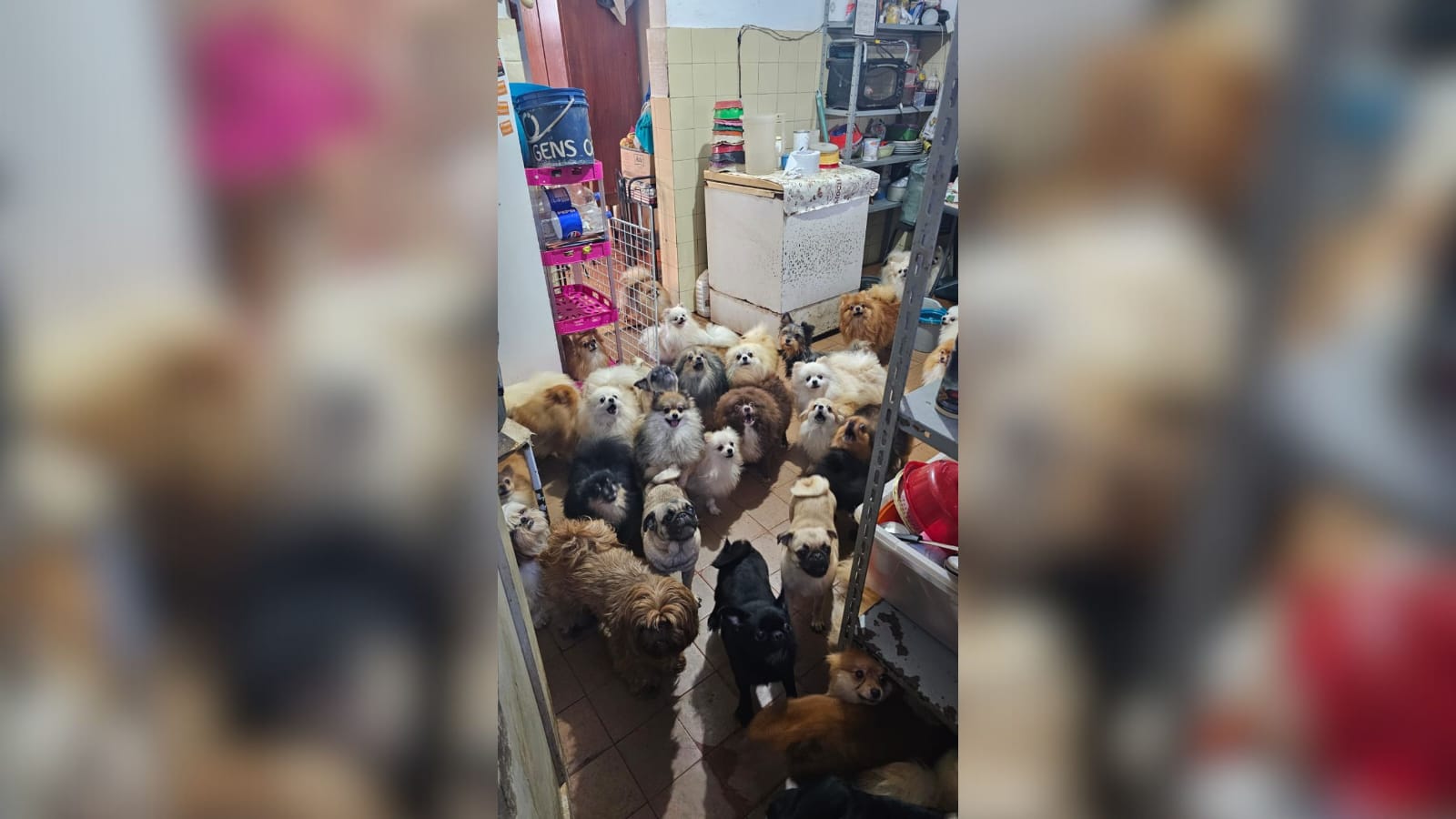 PM resgata cerca de 60 cães em situação de maus-tratos em residência em Arujá