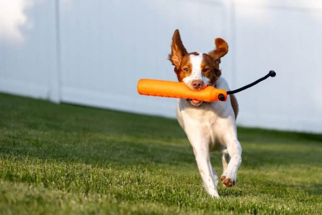 Cachorro da raça spaniel bretão, com pelagem branca com manchas bege, correndo na grama verde e com um brinquedo laranja na boca