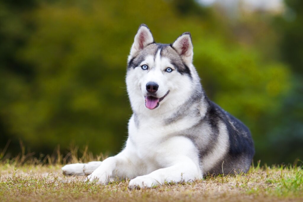Cão de guarda: 10 melhores nomes para cachorros protetores