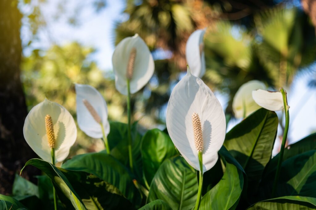 Afaste a inveja e o mau-olhado: 3 plantas e cristais para ter em casa