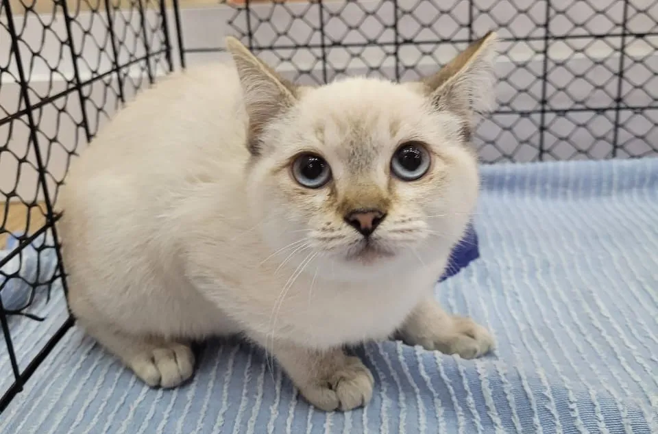 Feira de Adoção Pet acontece em Itaquaquecetuba neste sábado (6)