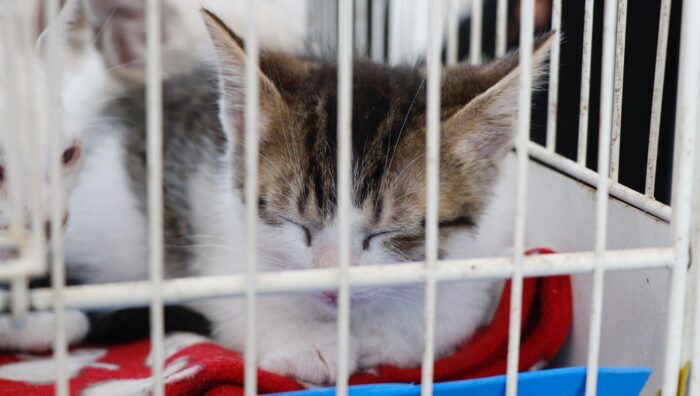 Suzano realiza última edição do 'Baby, me Leva!' de 2025 neste sábado (20)