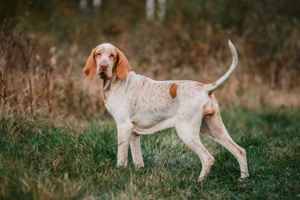 Cachorro bracco italiano  com pelagem branca e marrom-claro em pé em uma floresta com grama queimada 