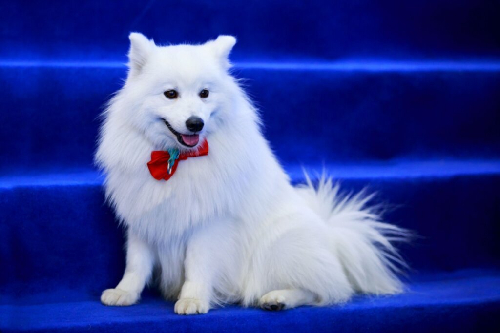 Cão da raça volpino italiano sentado em degraus azuis usando uma gravata borboleta vermelha