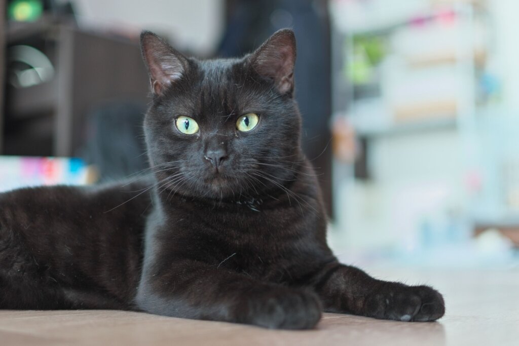Um gato American Shorthair de pelagem preta sólida deitado sobre uma superfície clara. O gato possui olhos grandes de cor verde-claro, orelhas eretas e encara a câmera com uma expressão serena. O fundo está desfocado, sugerindo um ambiente interno.