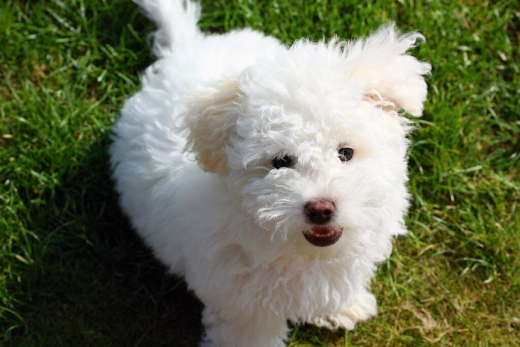 Cachorro bichon bolonhês, com pelagem branca, sentado em uma grama verde