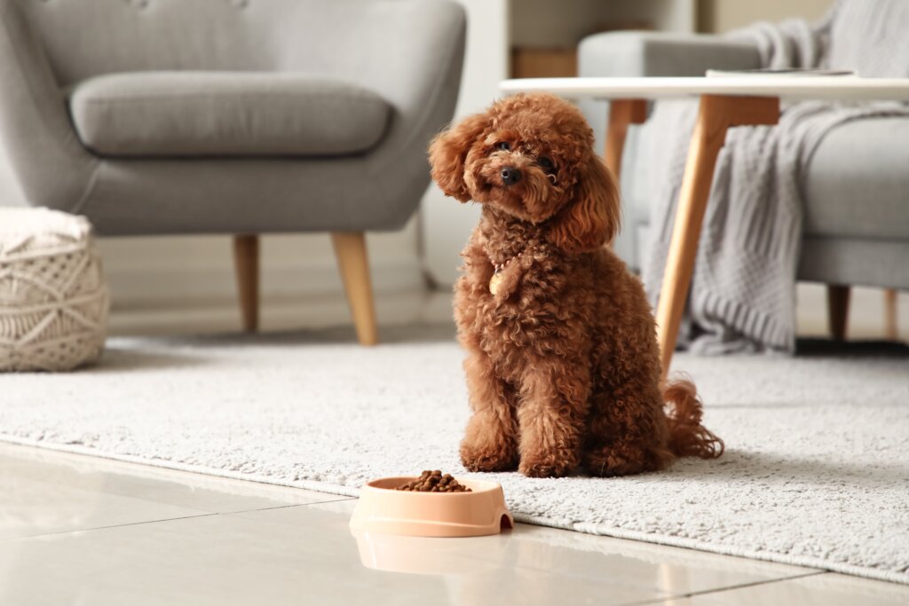 Poodle Marrom sentado em frente a tigela de comida na sala de estar