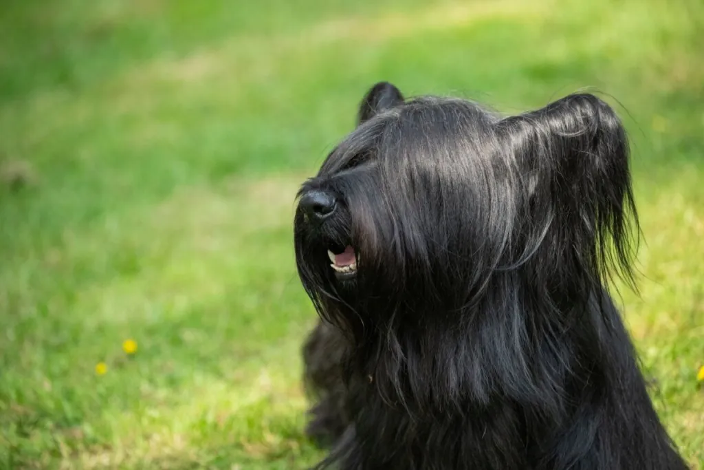 Cachorro da raça skye terrier de pelagem preta parado em meio à natureza