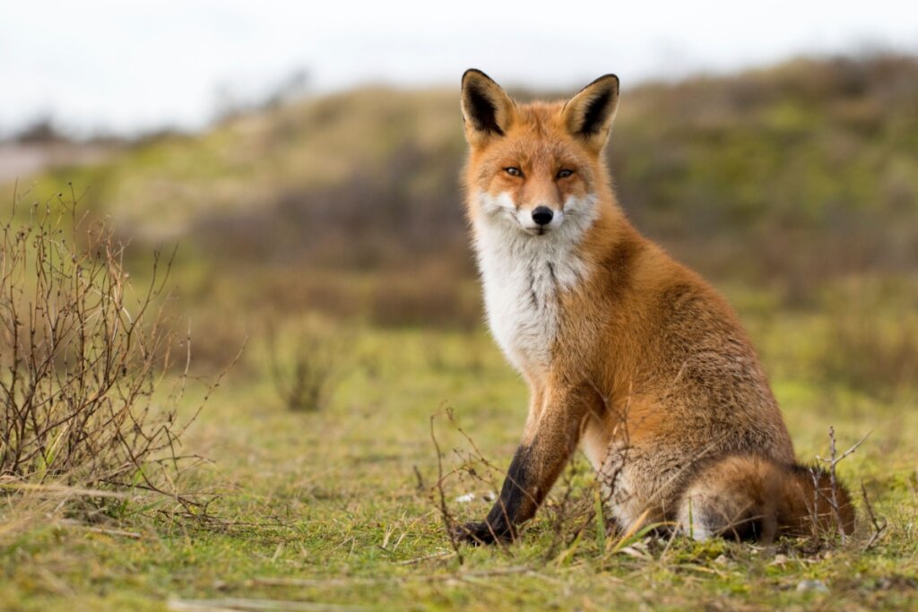 Raposa com pelagem laranja e branca e sentada em grama ao ar livre