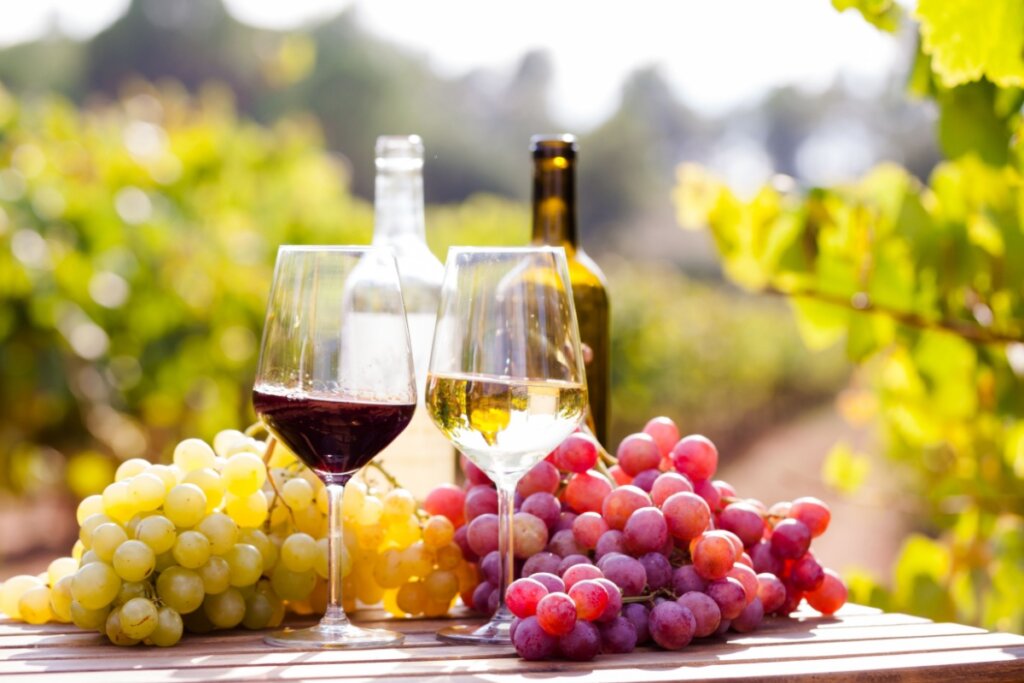 Do bloco ao brinde: vinhos leves ganham espaço no Carnaval
