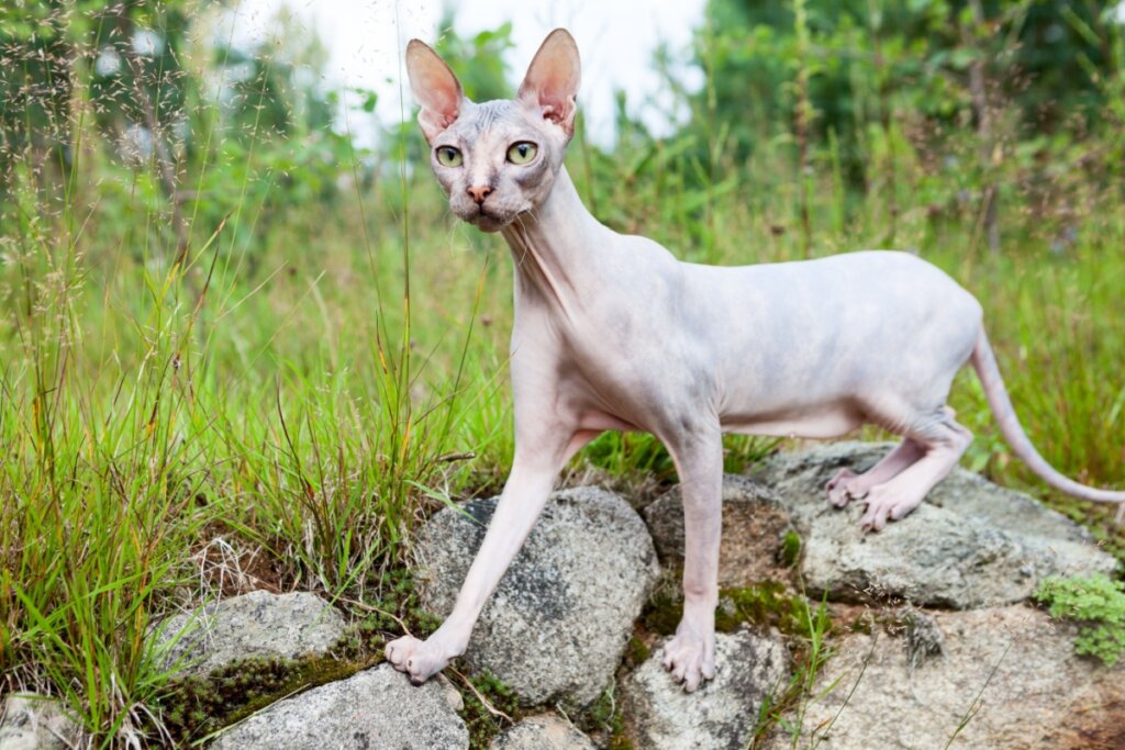 gato donskoy bege caminhando em cima de pedras com plantas verdes ao fundo