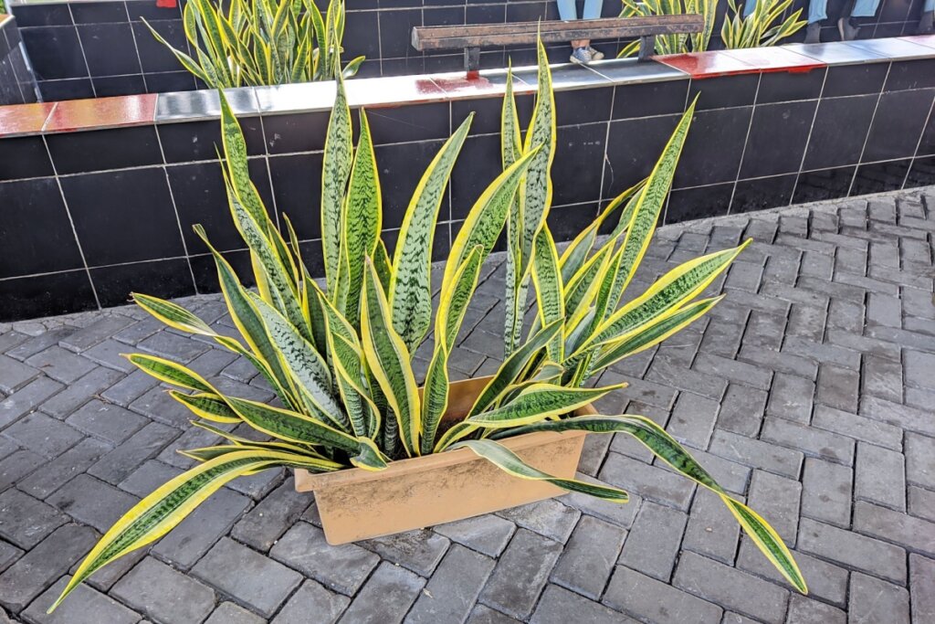 Espada-de-são-jorge em um vaso de barro marrom