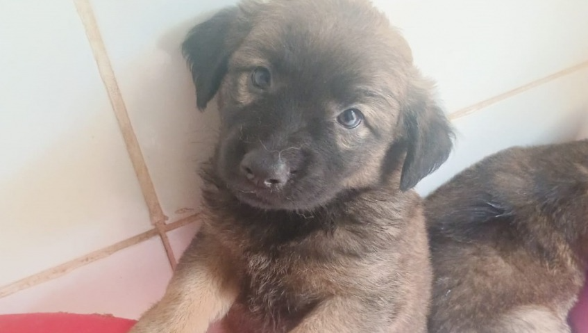 Feira de adoção de filhotes acontece neste domingo em Mogi das Cruzes