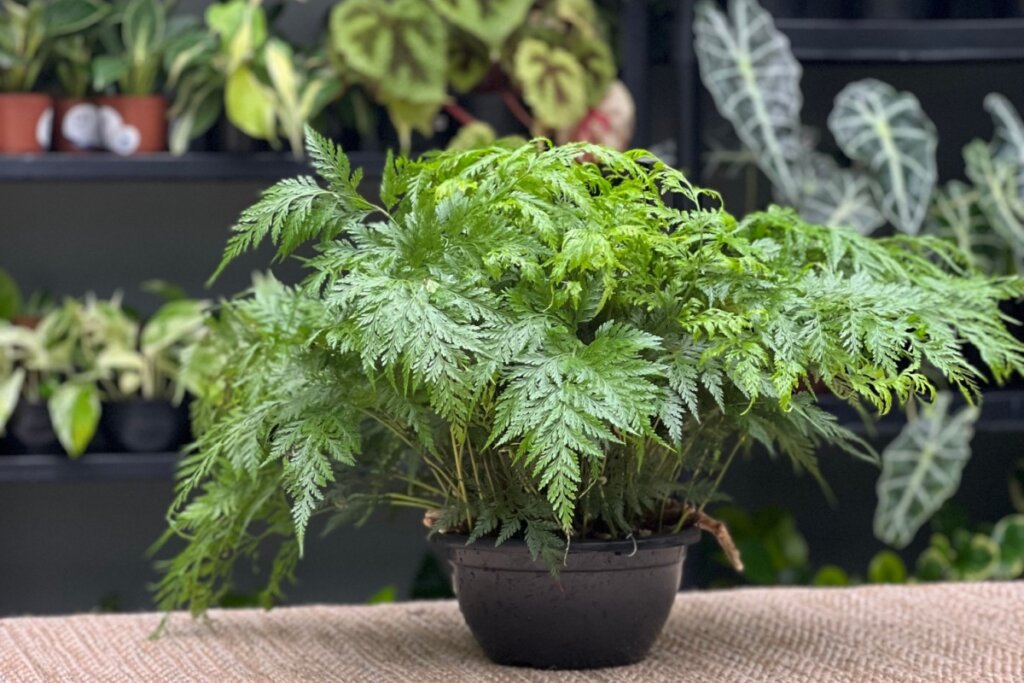 Planta renda portuguesa em vaso de cerâmica preto em cima de mesa de madeira