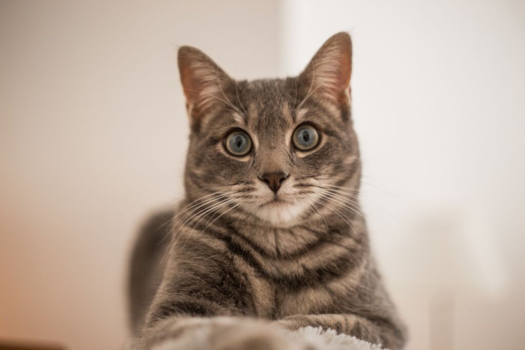 Gato europeu comum, com pelagem preta e bege-escuro listrada, deitado e olhando para frente