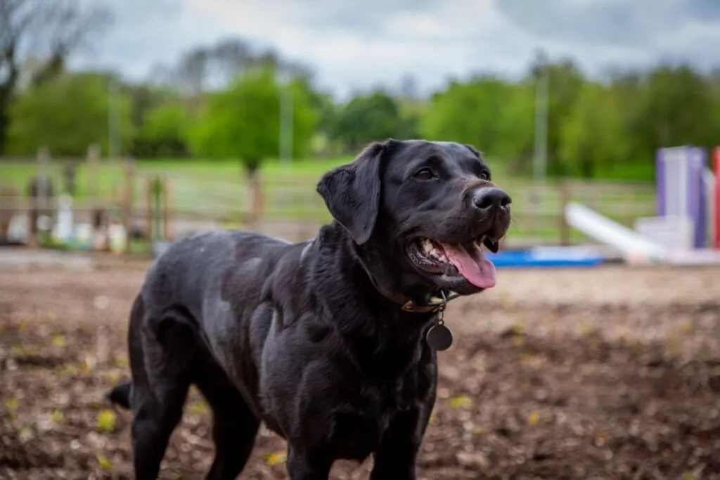 Fotografia de plano médio de um Labrador Retriever preto, em pé em um terreno de terra escura ao ar livre. O cão está de perfil, com a cabeça levemente voltada para a direita, boca aberta e língua rosada à mostra em uma expressão alegre. Ele usa uma coleira escura com uma placa de identificação redonda. O fundo é composto por um gramado verde, cercas de madeira e árvores desfocadas sob um céu nublado, criando um ambiente de parque ou fazenda.
