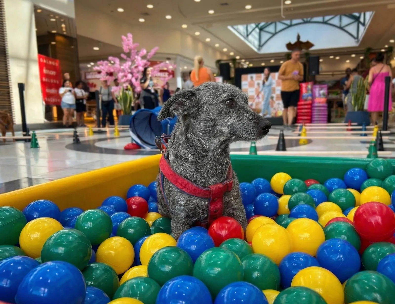 Suzano Shopping promove encontro de pets 'fiapos palha de aço' e recebe evento de adoção