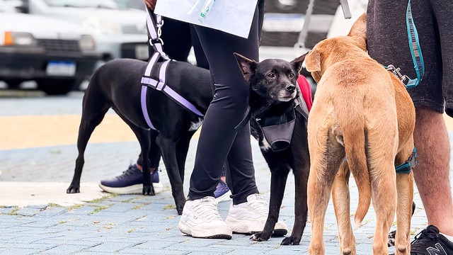 Arujá promove 'Caminhada Pet' no dia 26 de abril