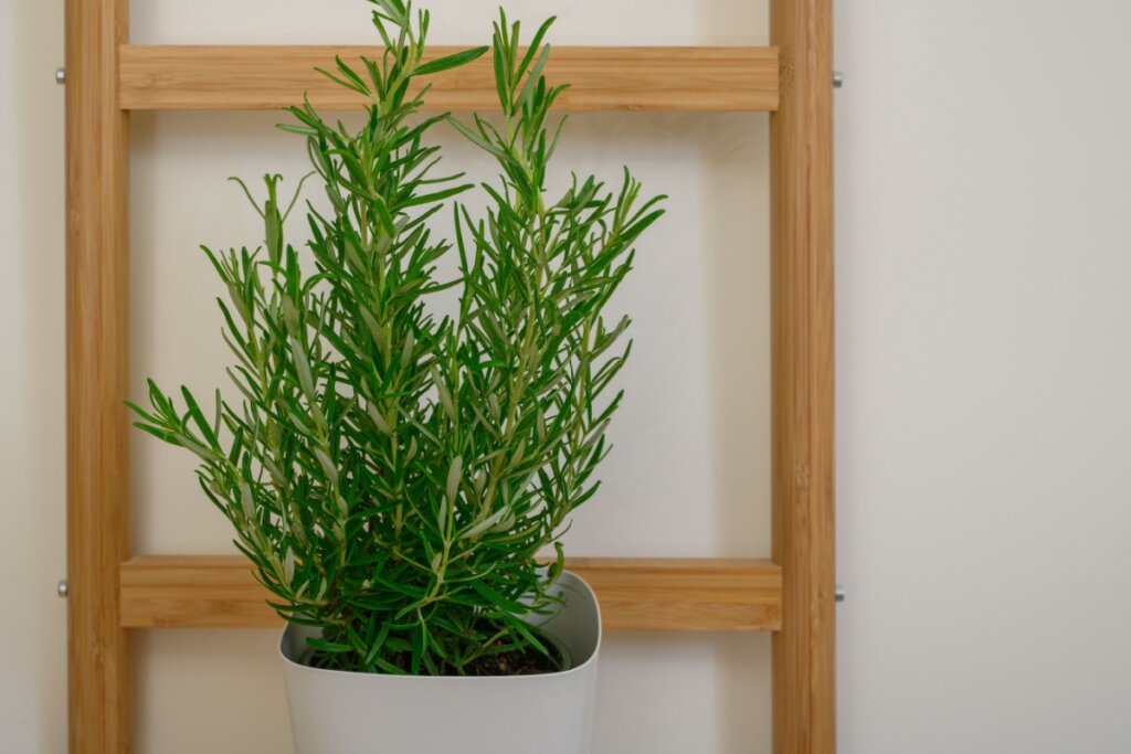 Alecrim plantado em um vaso branco