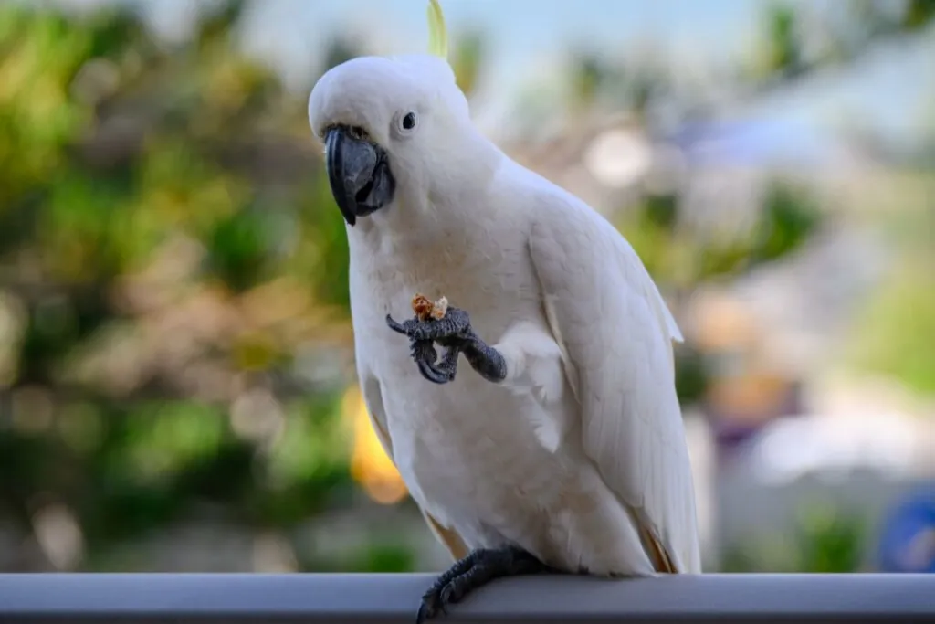 Cacatua: 7 curiosidades interessantes sobre essa ave 