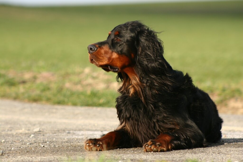 Setter Gordon, com pelagem longa e preta, deitado em um jardim 