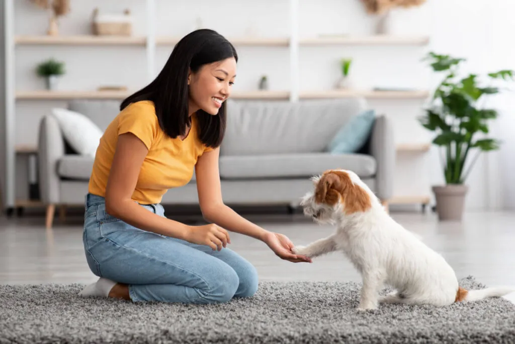 Frio chegando: 5 cuidados para evitar ansiedade e estresse em cães