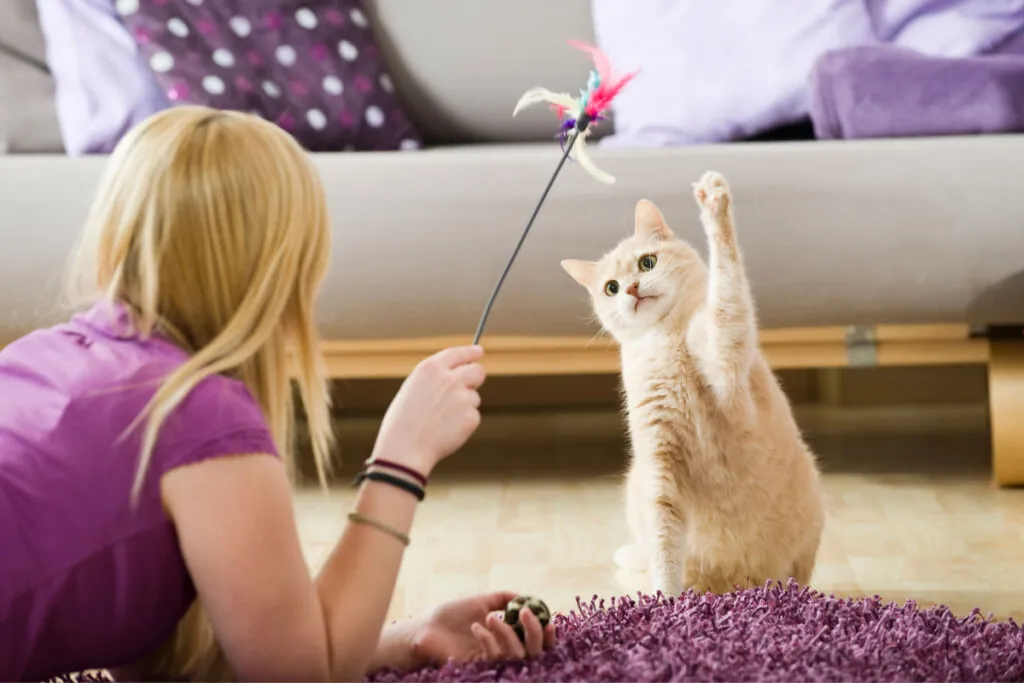 Garota brincando com gato com uma pena em uma sala de estar