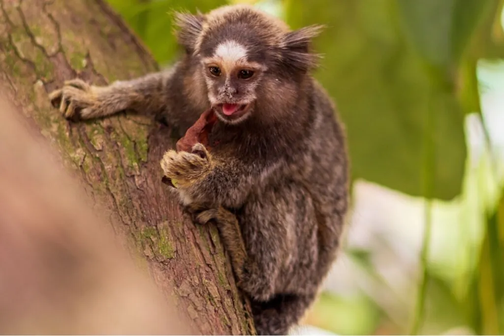 Sagui: 7 curiosidades sobre esse pequeno macaco 