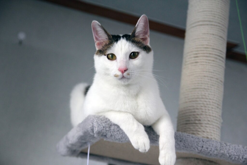 Gato Bobtail japonês em uma casinha de gato cinza