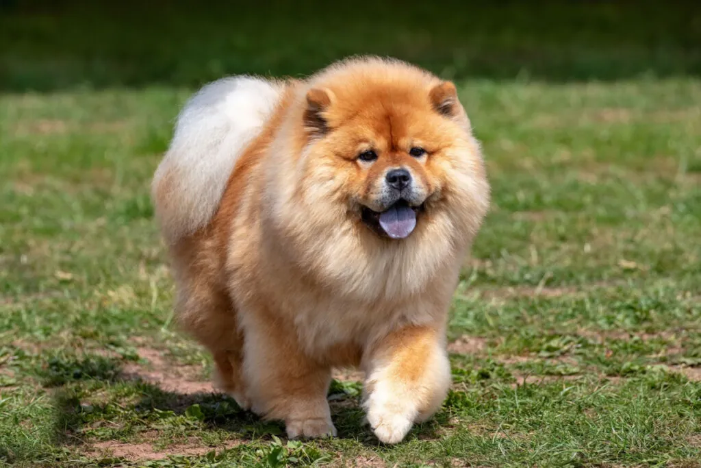 4 raças de cachorro com a língua azul 