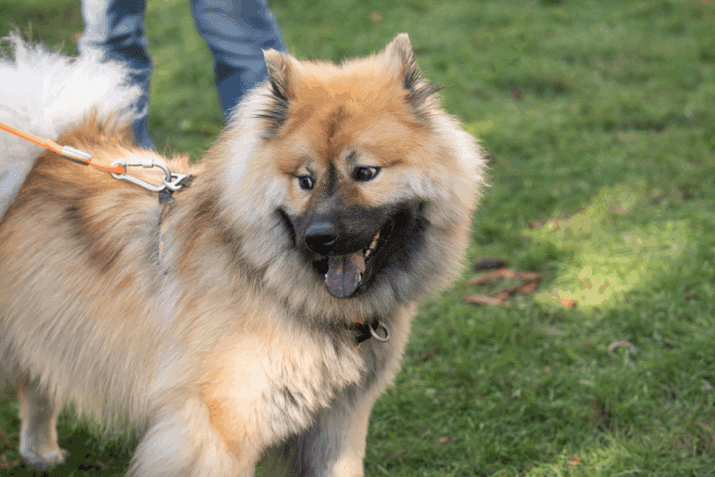 Cachorro eurasier, com pelagem densa e bege-claro, em pé em um gramado, olhando para o lado e mostrando a língua
