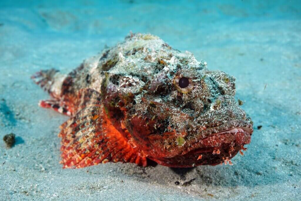 Um peixe-pedra com textura de rocha está empoleirado sobre o fundo do mar arenoso. O peixe tem um corpo rechonchudo, grandes olhos redondos e barbatanas vermelhas e amarelas vibrantes. O fundo é areia fina e água azul-clara.