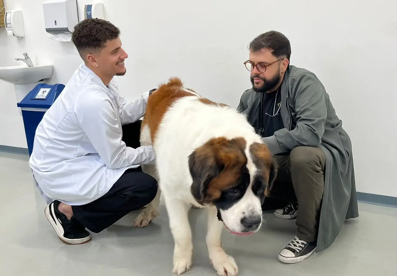 Pets precisam de cuidados especiais para evitar estresse em dias de jogos da Copa do Mundo, alerta veterinário
